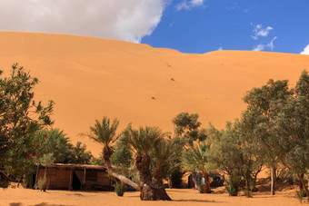 绿洲撒哈拉沙漠沙漠