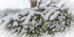 冬天到达小心翼翼地光雪常绿松树11月