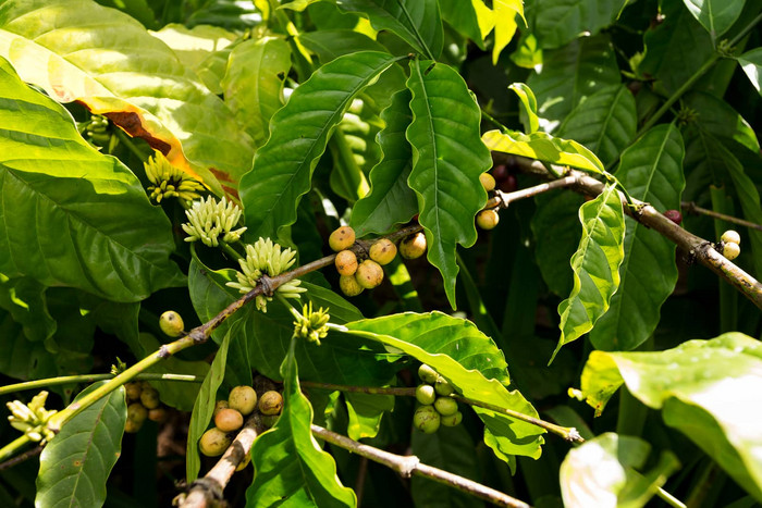 生咖啡植物农业农场