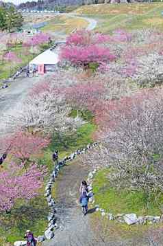 李子开花我日本