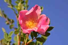 草原玫瑰风景优美的萨斯喀彻温省
