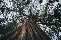 红杉资本树树冠