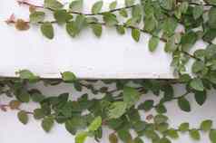 coatbuttons墨西哥黛西植物白色水泥墙