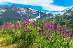 高山野花风景