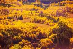 色彩斑斓的秋天森林风景