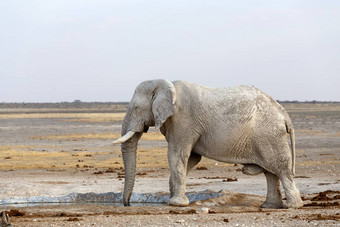 白色非洲大象埃托沙