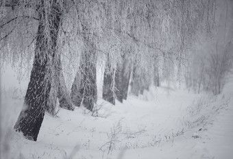 黑色的白色冬天桦木树雾