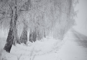 黑色的白色冬天桦木树雾