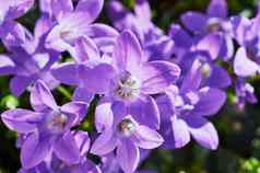花束紫色的风铃花
