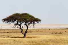 大金合欢树开放稀树大草原平原非洲