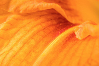 橙色礼来公司色彩斑斓的摘要背景详细的雌蕊