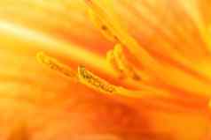 橙色礼来公司色彩斑斓的摘要背景详细的雌蕊