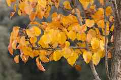 树分支黄色的橙色叶子