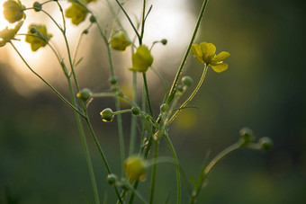 小黄色的花开花日落