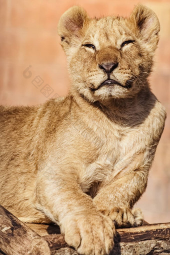 肖像年轻的狮子