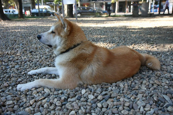 年轻的秋田犬犬儒