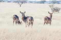 非洲大羚羊游戏农场