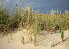 野生leymus植物沙子沙丘防止沙子飞行