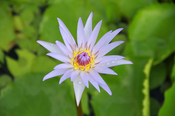 光紫罗兰色的莲花花前视图池下降水花瓣象征纯度佛教