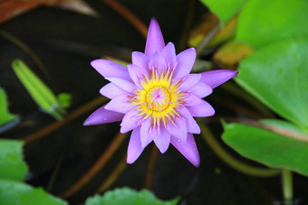 紫罗兰色的莲花花池前视图下降水花瓣象征纯度佛教