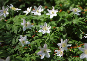 特写镜头新鲜的绿色白色银莲花背景