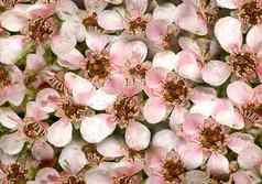 澳大利亚本地的春天花钩端孢子虫粉红色的级联