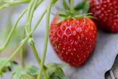 特写镜头新鲜的草莓草莓农场软焦点