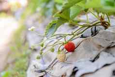 特写镜头新鲜的草莓草莓农场软焦点