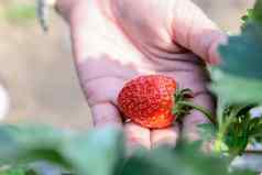 新鲜的草莓女手草莓农场