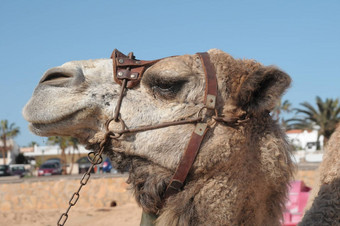 骆驼Fuerteventura