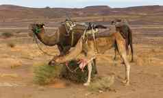 骆驼吃草撒哈拉沙漠沙漠摩洛哥