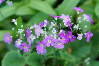 紫色的小花花束可爱的