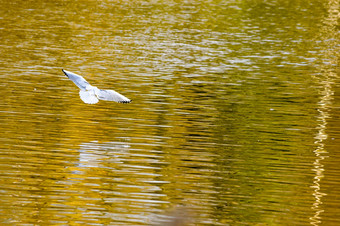 白色鸟飞行秋天彩色的湖
