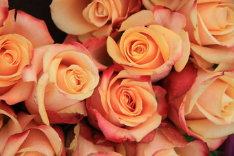 五彩缤纷的婚礼玫瑰