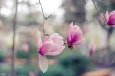 木兰花雅尔塔粉红色的木兰花
