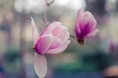 木兰花雅尔塔粉红色的木兰花
