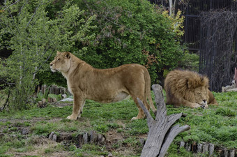 肖像狮子放松动物园