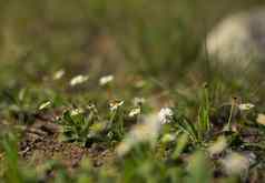 小白色澳大利亚野花菊科