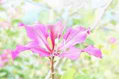 紫荆花杂色兰花水颜色风格