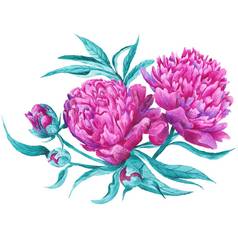 粉红色的牡丹植物插图