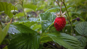 草莓野生浆果