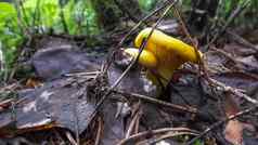 鸡油菌森林蘑菇