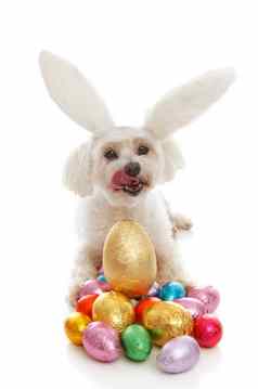 宠物狗兔子耳朵复活节鸡蛋
