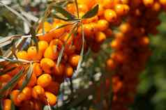 橙色红玉髓樱桃树