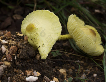 黄色的白细胞蘑菇