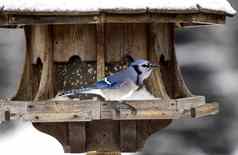 蓝色的松鸦鸟给料机冬天