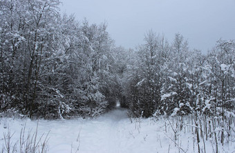 冬天森林路降雪圣诞节死
