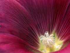 淡紫色花淡紫色的alcea