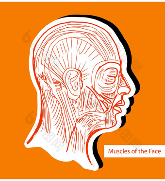人类解剖学肌肉脸面部肌肉医疗
