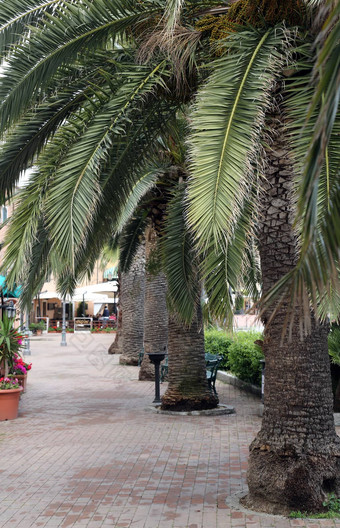 港口蓝色海滨棕榈树